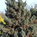 Chamaecyparis pisifera 'Boulevard'